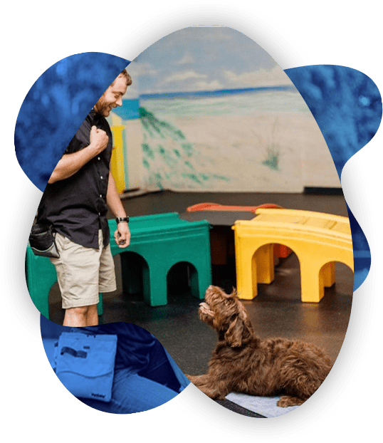 We understand dog training can be frustrating, that’s why we are here to help.